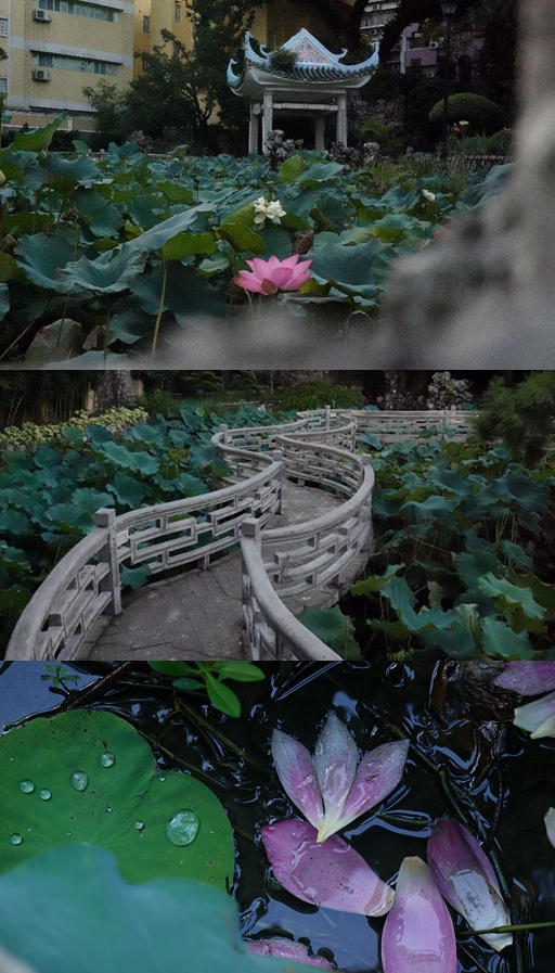盧廉若公園。人民網(wǎng) 唐佳 攝