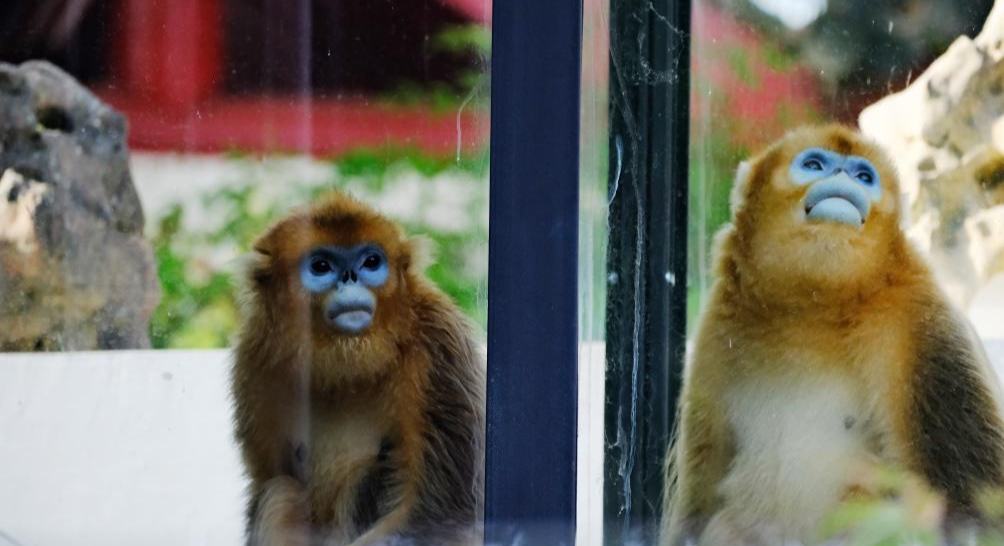 中國金絲猴抵達(dá)比利時天堂動物園