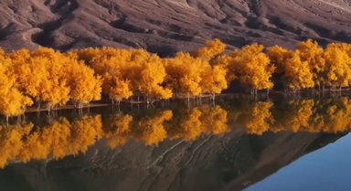 新疆巴楚三百萬(wàn)畝胡楊換金裝壯美如畫(huà)