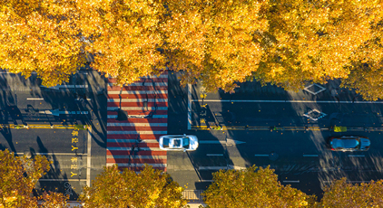 浙江湖州:梧桐大道盡染金黃